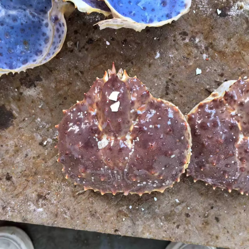 俄罗斯帝王蟹蟹壳冷冻水产特大螃蟹阿拉斯加长脚皇帝蟹霸王蟹蟹壳