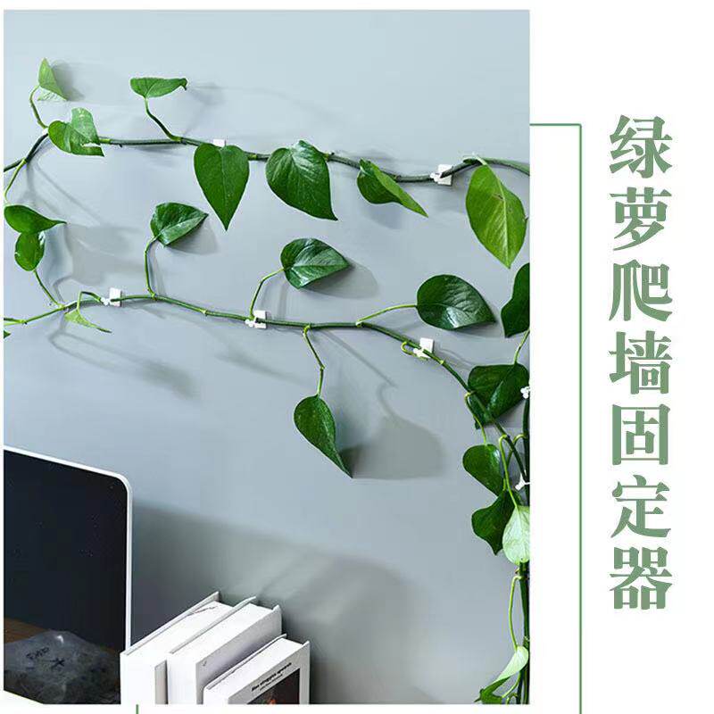 绿萝爬墙神器爬藤杆植物定型固定夹墙壁挂钩藤蔓固定器卡子绿箩粘