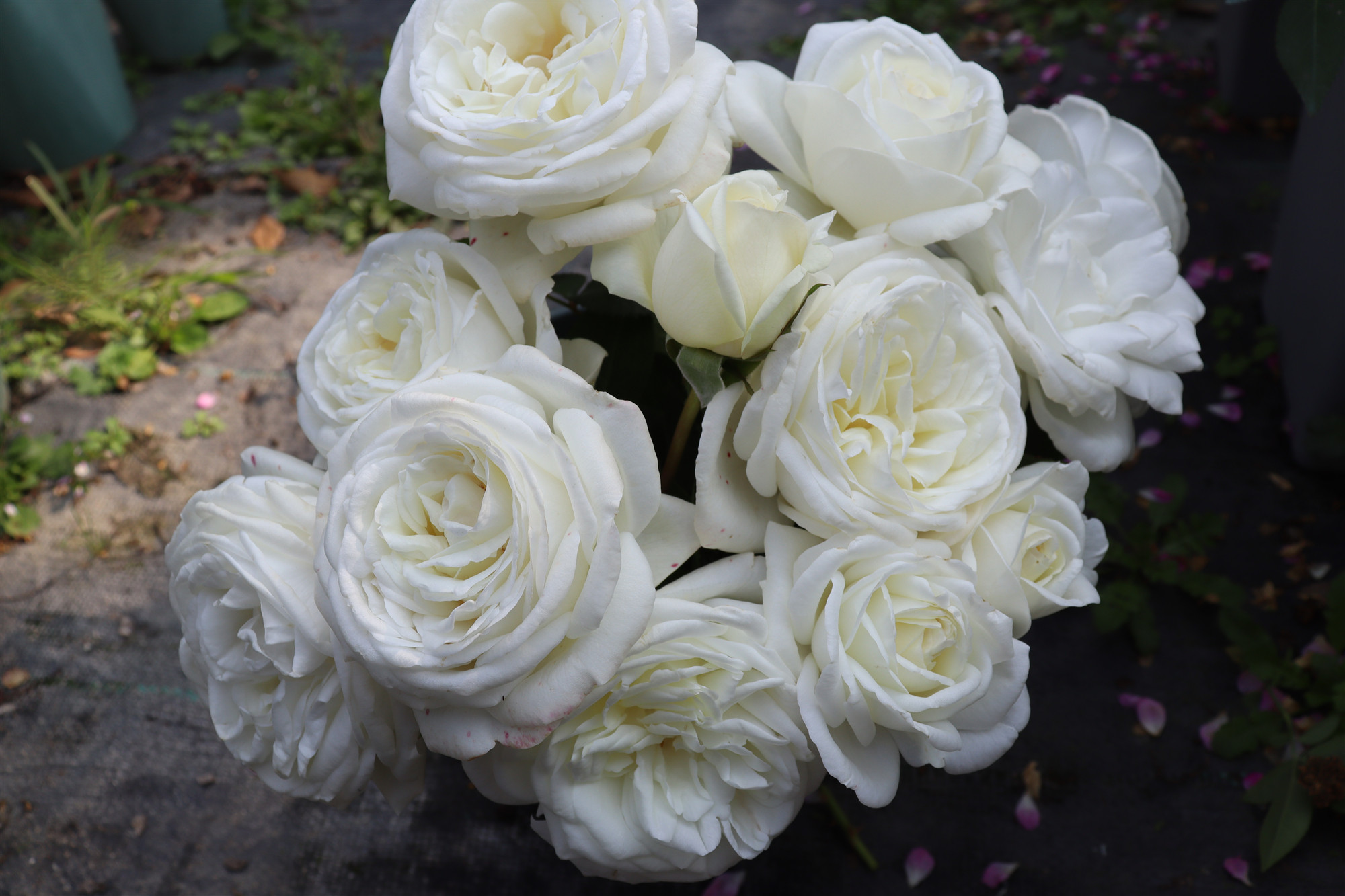 末离园 珍妮莫罗 灌木切花月季 强香 盆栽庭院绿植花卉带原盆发货