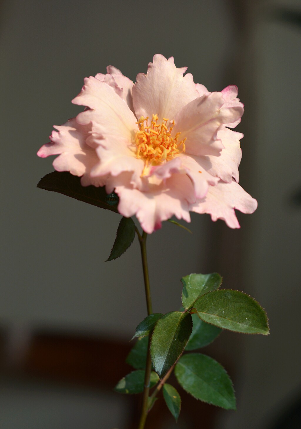 末离园 玫瑰时装 日本强香月季 和本系 阳台庭院盆栽 绿植 花卉