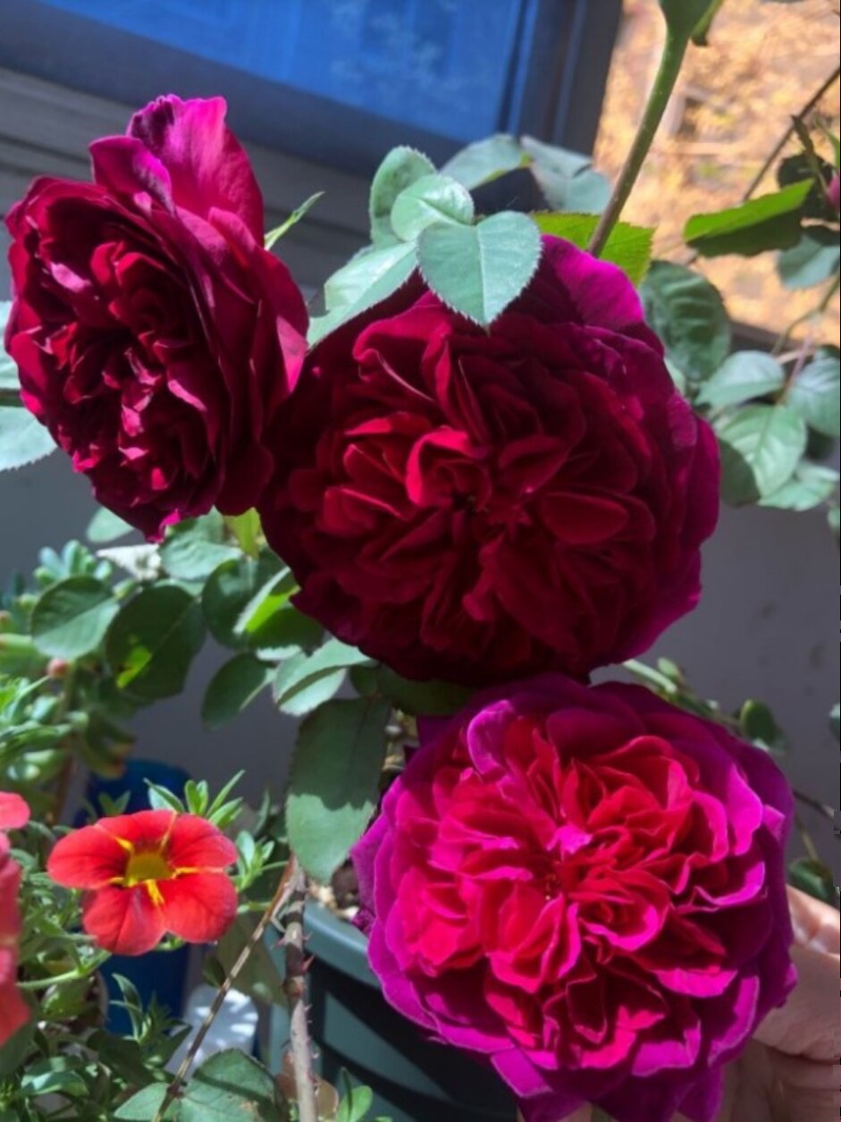 末离园 曼斯特德伍德 黑伍德 灌木强香月季 阳台庭院盆栽绿植花卉