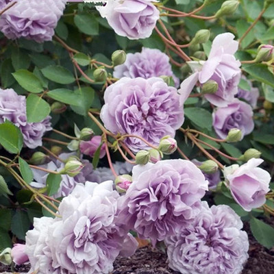 末离园蓝色阴雨藤本月季欧月淡紫色四季开花丰花月季盆栽-封面