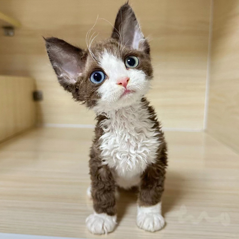 纯种德文卷毛猫幼猫活物纯白不掉毛高智商蓝眼帝王猫宠物活体幼崽