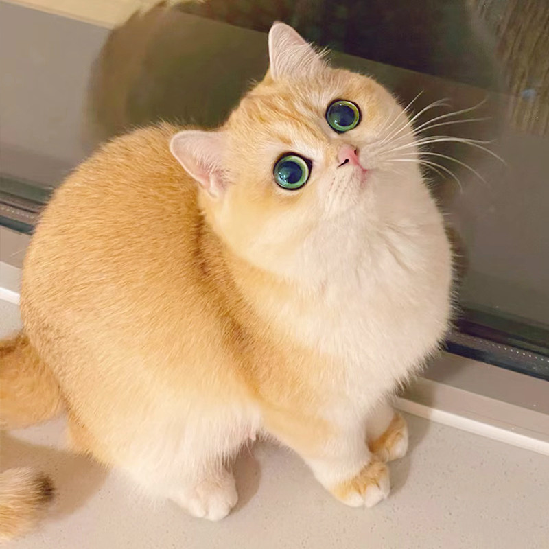 金渐层幼猫纯种蓝金紫金英短长毛宠物小奶猫幼崽赛级血统宠物活体