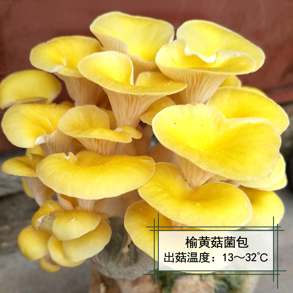 榆黄菇食用农产品菇蘑菇种植菌包菌棒菌种阳台多肉植物