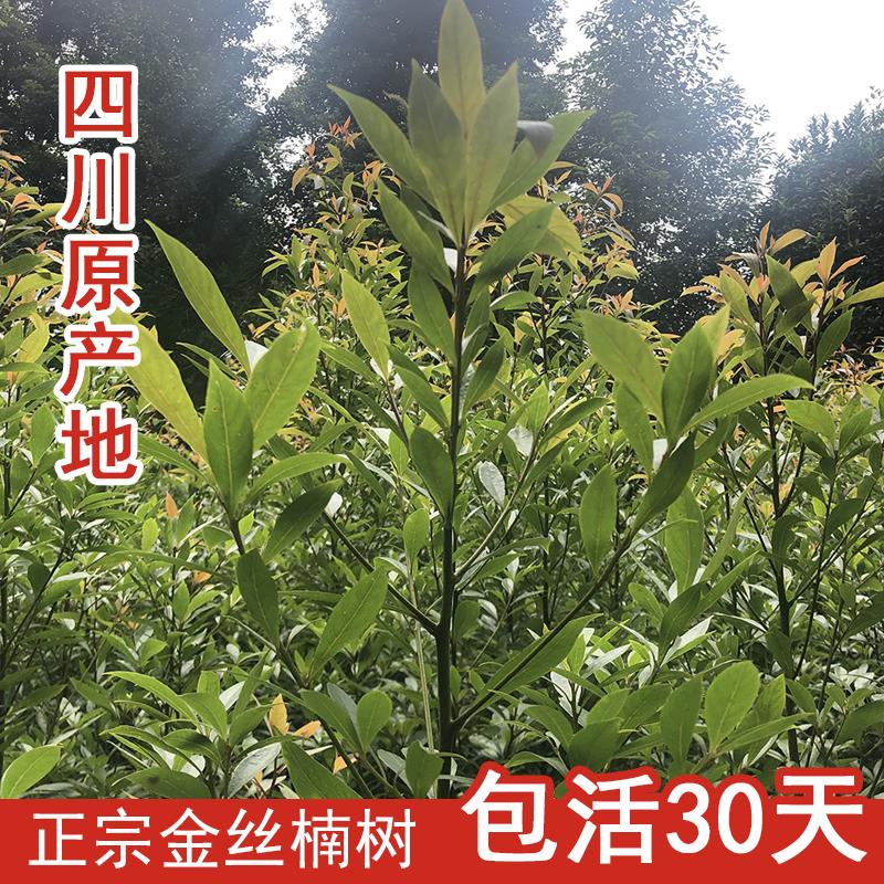 正宗四川金丝楠木树苗小叶桢楠金丝楠苗名贵镇宅大