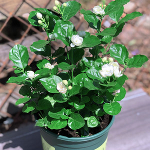 【耐高温花卉植物价格】最新耐高温花卉植物价