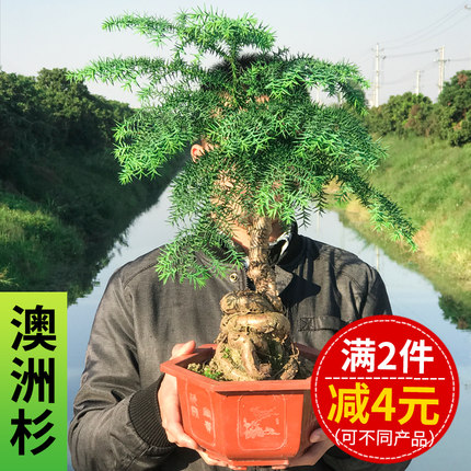 澳洲杉盆栽盆景澳大利亚杉室内客厅户外绿植四季常青耐寒耐冻植物