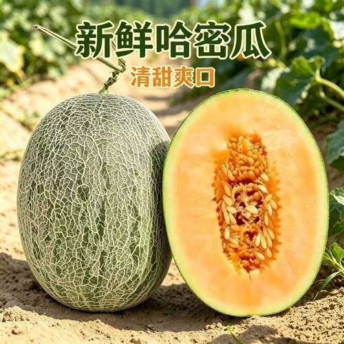 新鲜水果哈密瓜西州蜜瓜清甜爽口