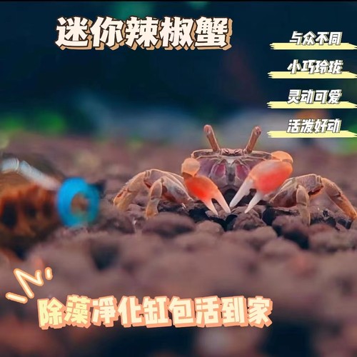 清理鱼缸粪便吃垃圾迷你辣椒蟹