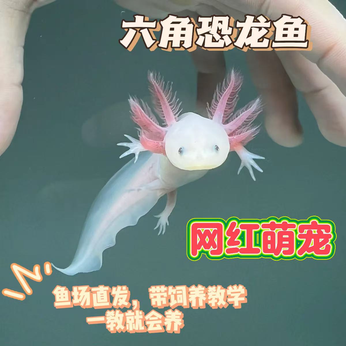 六角恐龙鱼蝾螈宠物活体美西螈冷水淡水好养小朋友宠物可爱皮实