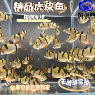 精品虎皮鱼热带观赏鱼群游鱼淡水好养活活体四间皮实鱼小型宠物鱼