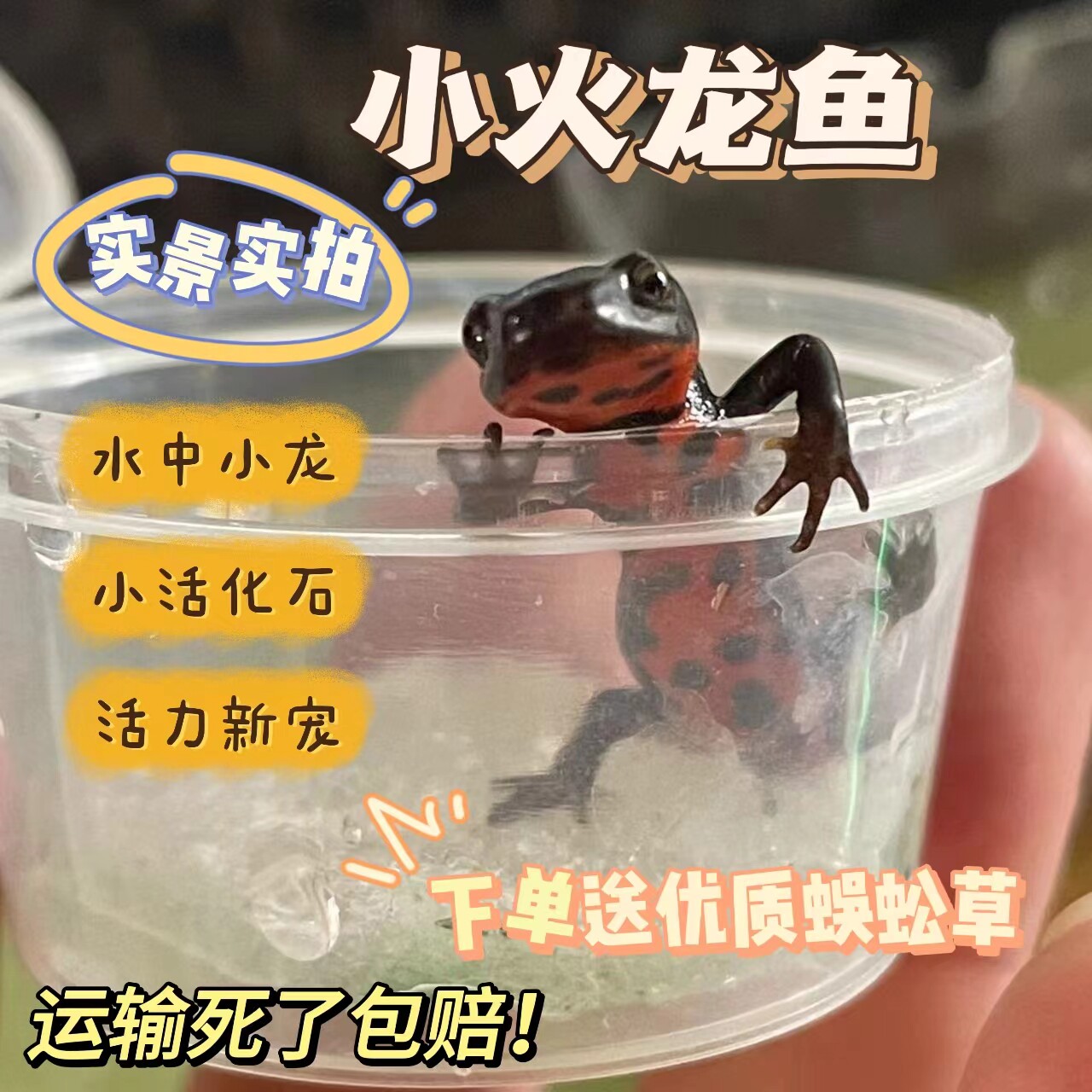 小火龙东方蝾螈火龙鱼冷水鱼观赏鱼鱼缸清洁爬宠水族活体中国火龙