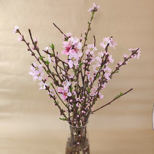 新鲜桃枝水培开花镇宅家用客厅办公室插花瓶寓意美好绿植泡水干枝