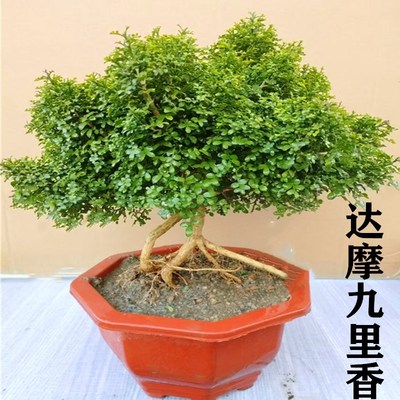 小叶雀舌盆景老桩造型绿植