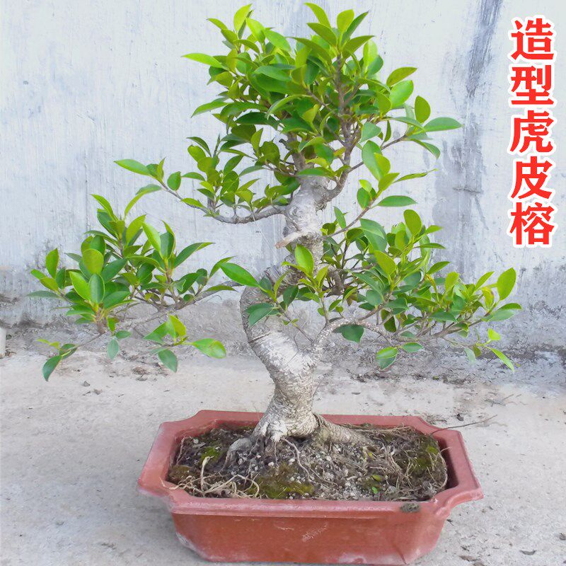 造型虎皮榕盆景室内客厅盆栽台湾气根榕树老桩阳台四季青好养绿植