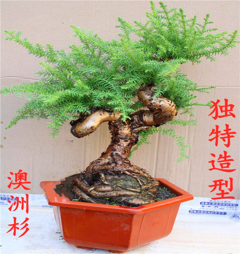 澳洲杉盆景树桩四季青植物