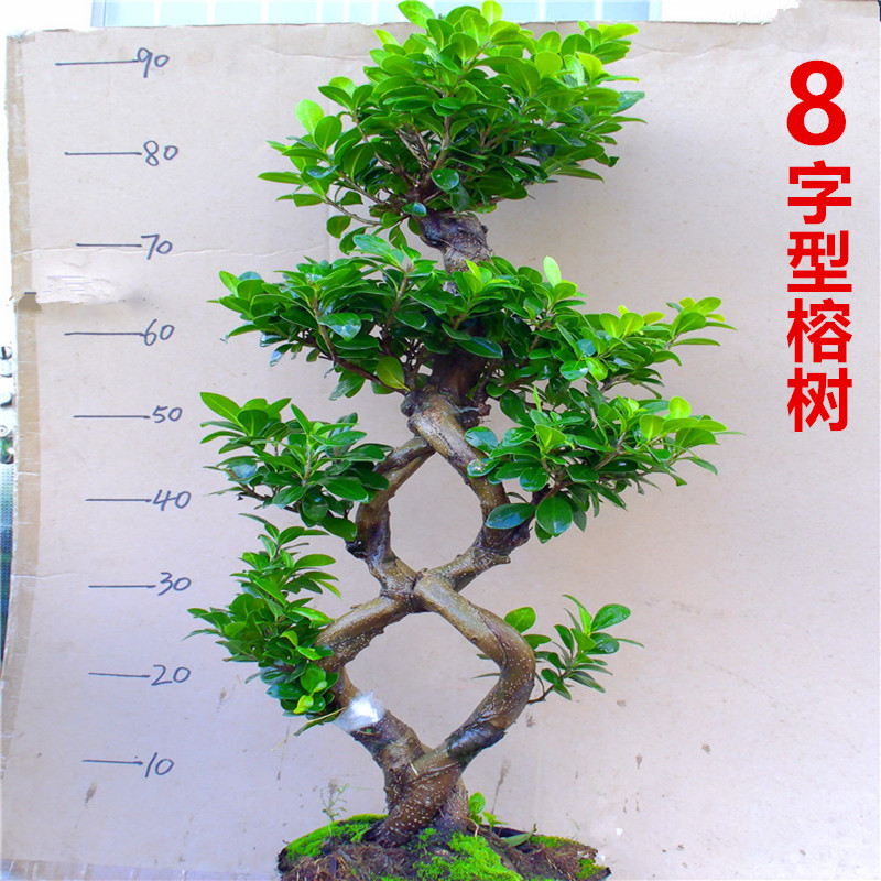 8字造型小叶榕树盆景 气根榕树桩老桩室内外客厅盆栽四季常青植物