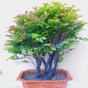 常青易养绿植 小叶紫檀盆景植物树桩室内客厅桌面独桩老桩盆栽四季