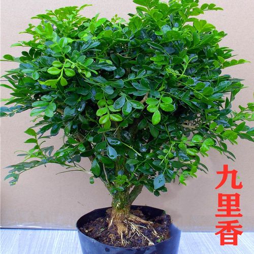 九里香花卉盆景老桩开花浓香盆栽