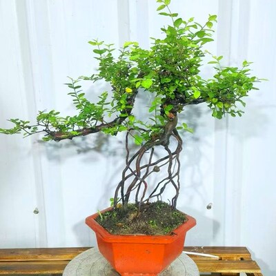 高提根临水雀梅盆景老桩绿植