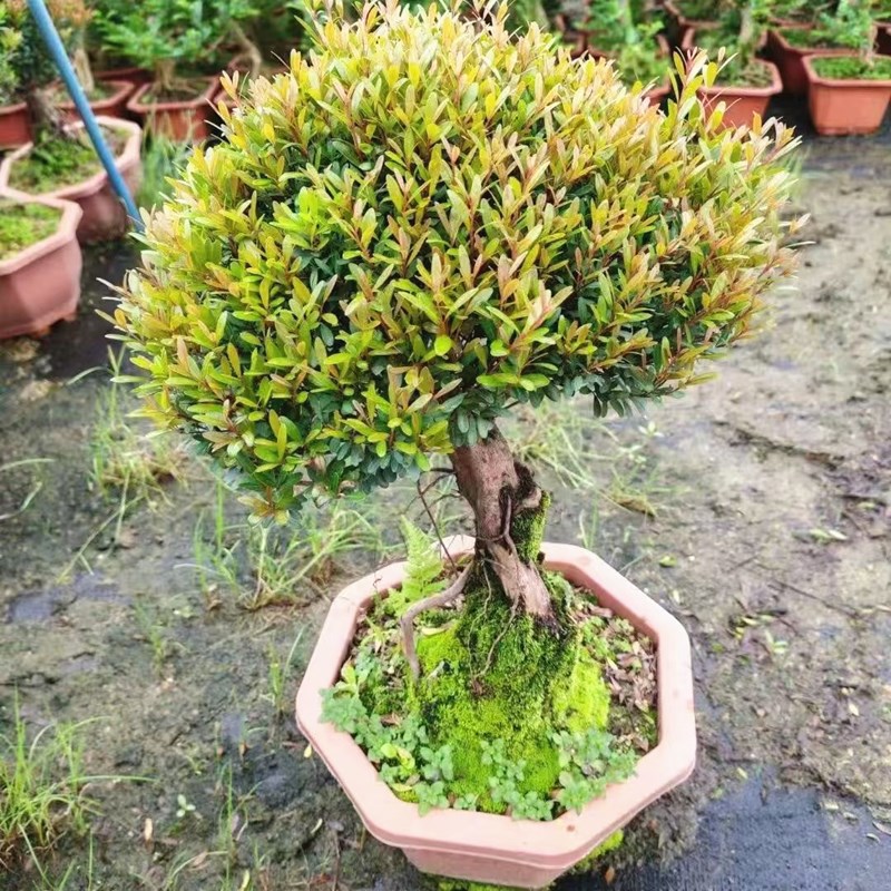 小叶赤楠新中式盆栽好养绿植