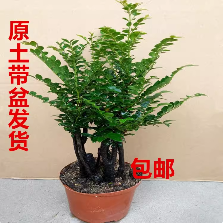 小叶紫檀盆景树桩老桩造型阳台室内客厅办公室桌面盆栽好养活绿植