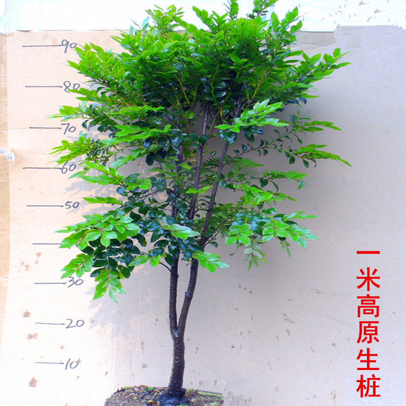 原生小叶紫檀盆景落地盆栽客厅庭院种植美观植物树桩绿化好养树苗