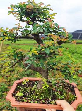 小叶榔榆盆景绿植室内净化空气