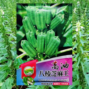高油八棱芝麻王种籽农家大田高产单株型矮脚白芝麻种子春夏季播种