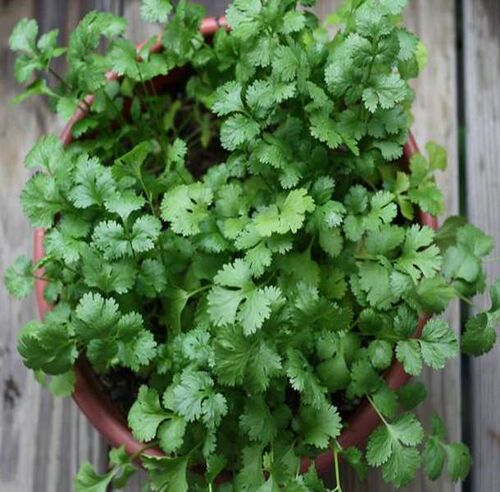 速生香菜夏季抗热芫荽籽种子耐寒