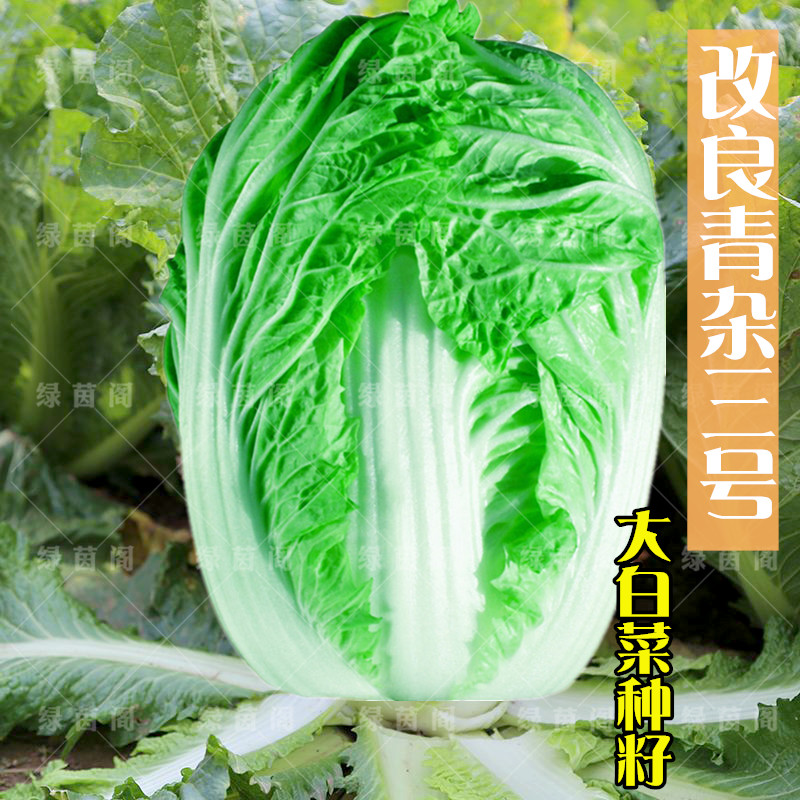 大白菜种孑改良青杂三号山东白菜籽抗病晚熟夏季秋季四季蔬菜种子