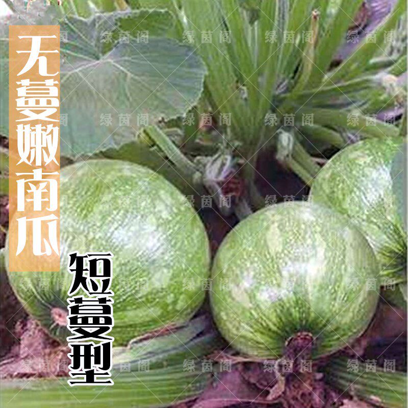 早熟西葫芦瓜种籽无蔓型小青瓜不爬藤小南瓜种子高产春秋季蔬菜孑