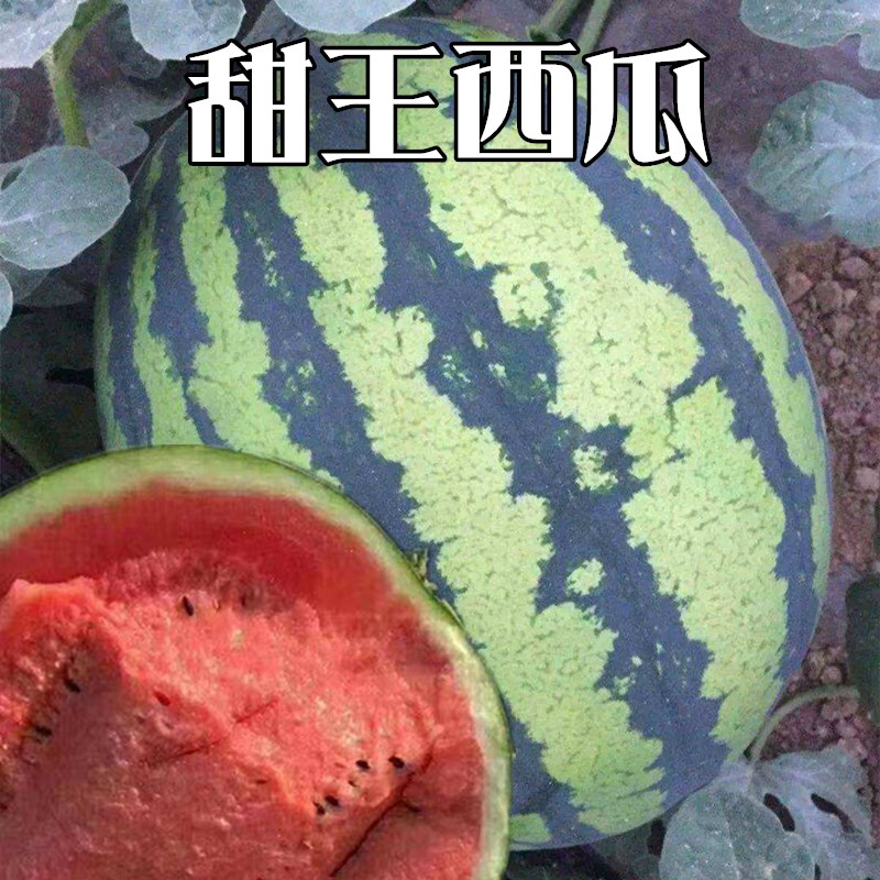农家印度秋季早熟特大甜王西瓜