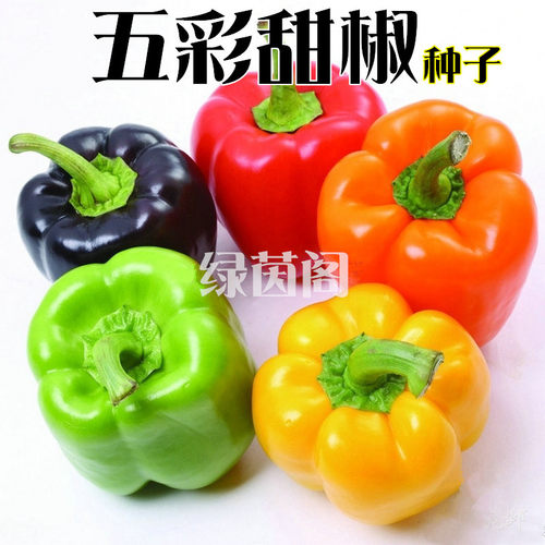 鑫绿茵五彩椒种子灯笼色太空籽