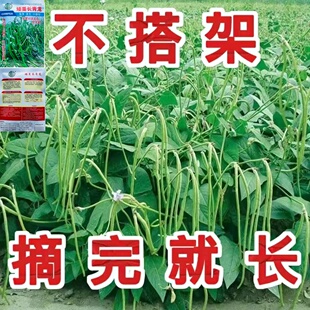不搭架长豇豆种籽矮蔓长青龙无架豆角种子高产早熟春秋季蔬菜种子