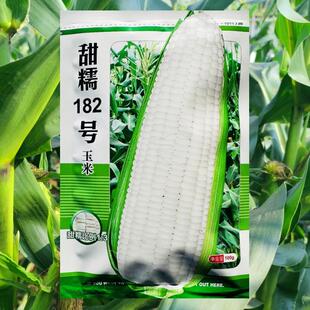 甜糯182号白玉米种子 高产大棒甜加糯苞米种籽农家菜园大田春夏播