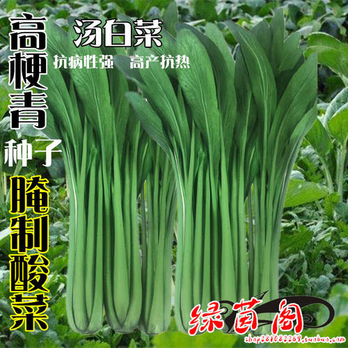 长杆腌制酸菜种孑上海青