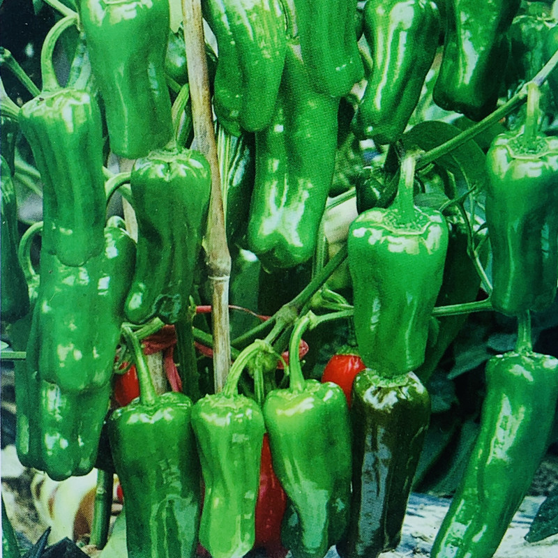 虎皮小泡椒种子皮薄脆嫩皱皮辣椒