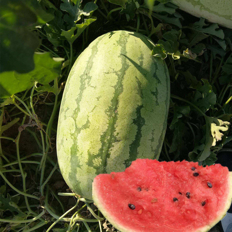 沙漠之星西瓜种子高产早熟西瓜籽特甜大果懒汉型西瓜春季水果种孑