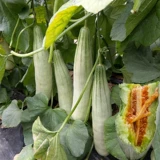 Семена медонов с медом хрустящими хрустящими хрустящими дынями Семена с высокой сладостью высокий балкон овощной сад весна четыре сезона фрукты и овощи размножаются 孑