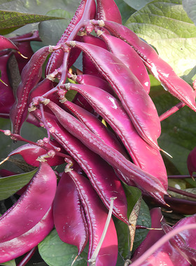 红扁豆种子紫眉豆高产茶豆茬豆早熟豆角四季播紫色蔬菜种孑春季籽