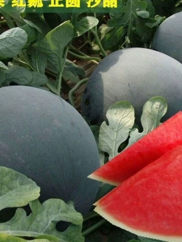 Тайваньский черный красавица арбуз