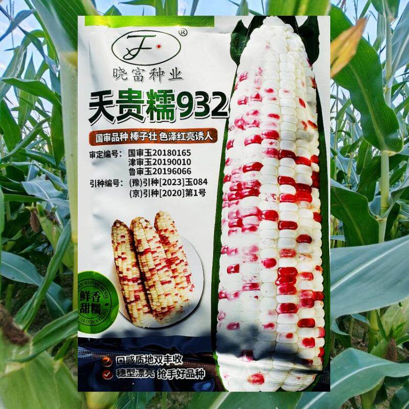 天贵糯932彩甜糯玉米种子 薄皮大棒香粘苞米早熟高产春夏季播大田 - 实物图