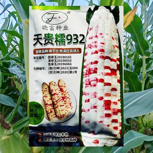 天贵糯932彩甜糯玉米种子 薄皮大棒香粘苞米早熟高产春夏季播大田