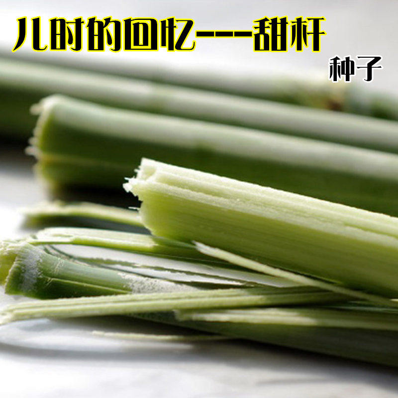 老品种甜杆种子籽北方甘蔗甜高粱籽甜芦栗甜秫秸可酿酒脆甜多汁孑