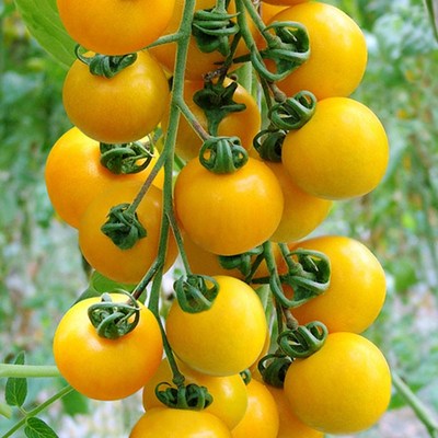 鑫绿茵黄色樱桃小籽四季番茄种子