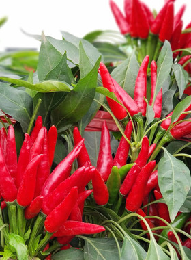 红色朝天椒种子春夏秋四季小米辣椒种籽高产超辣北南方种蔬菜种孑