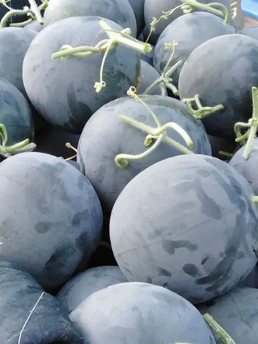 Тайваньский черный красавица арбуз