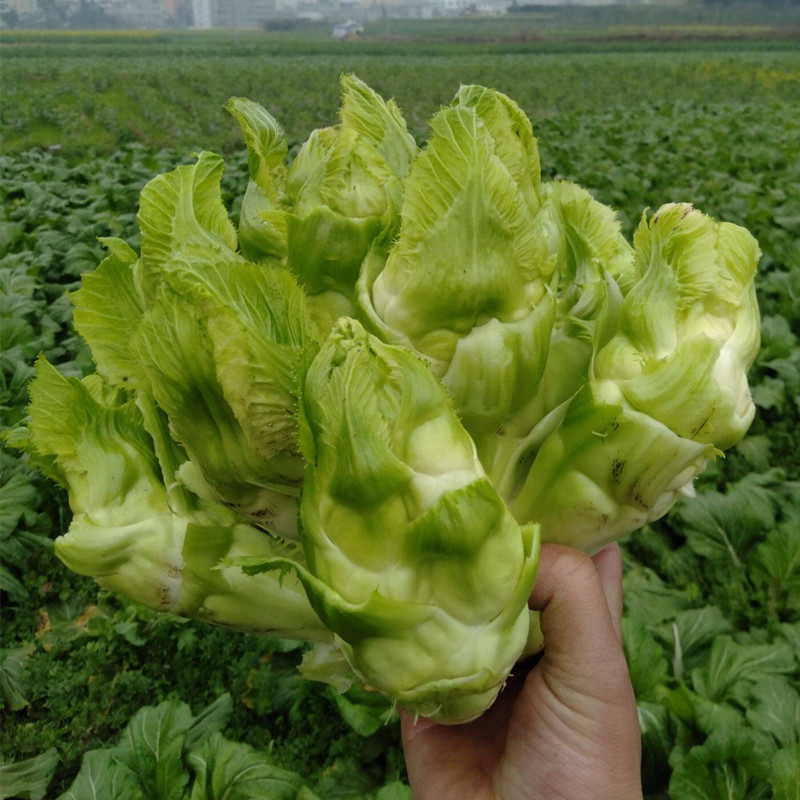 四川儿菜种籽脆嫩抱子芥菜宝宝菜多头菜腌制泡菜耐寒重庆蔬菜种孑